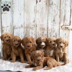 Stefanie, Mini Goldendoodle Puppy